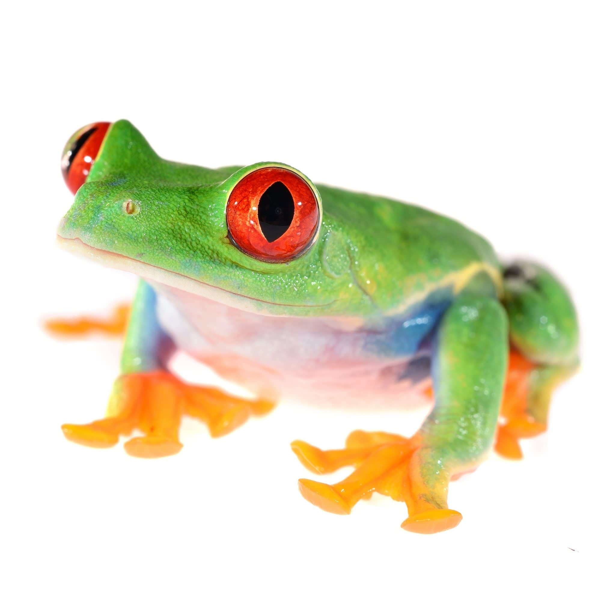 Red-Eyed Tree Frog (Agalychnis callidryas) - Image 1