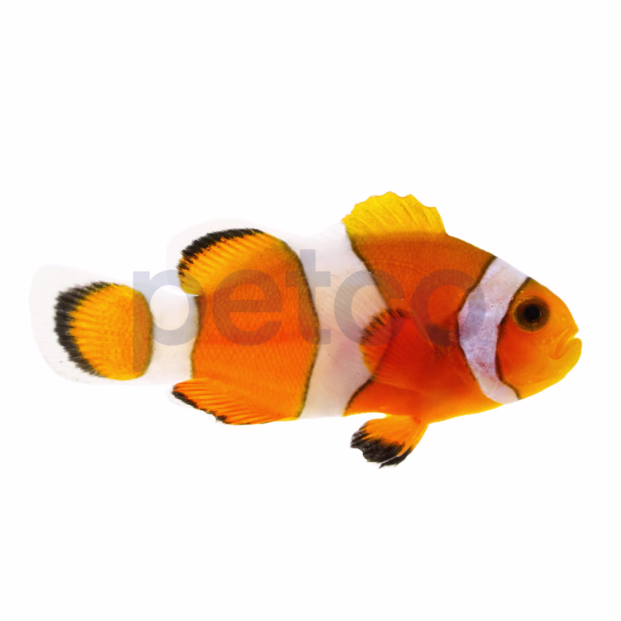 Aquacultured Ocellaris Clownfish (Amphiprion ocellaris) - Image 1