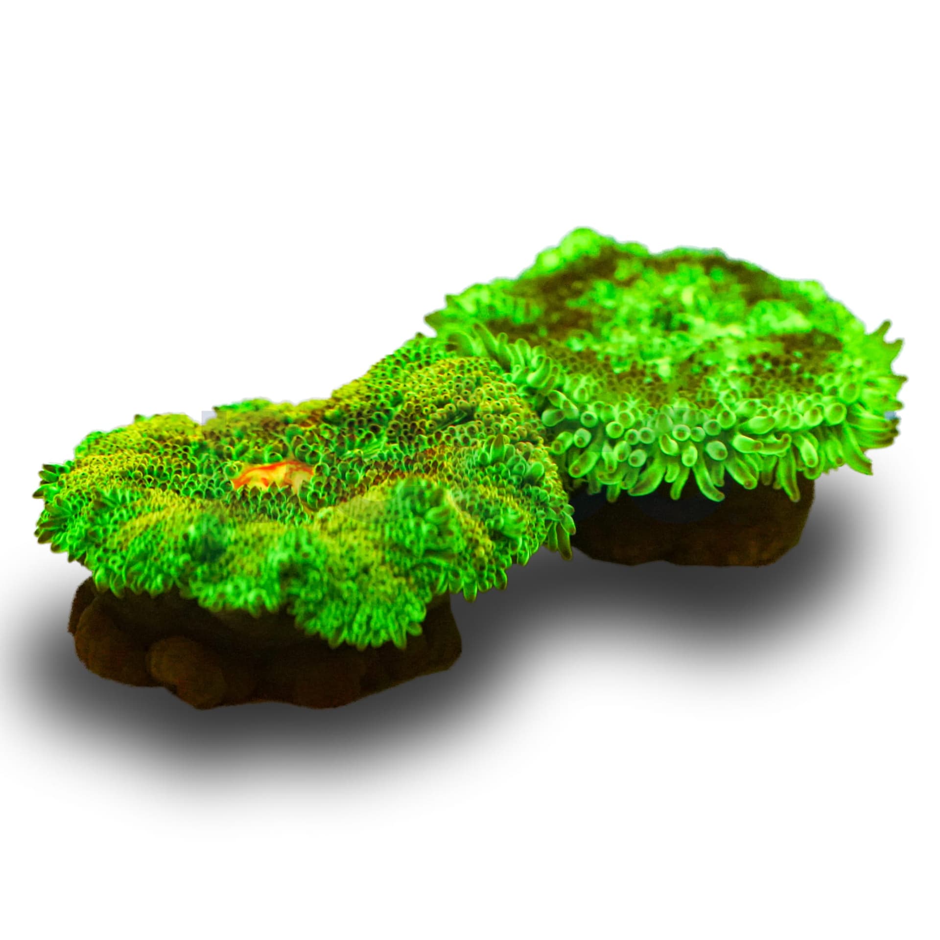 Mini Carpet Anemone (Stichodactyla tapetum) - Image 1