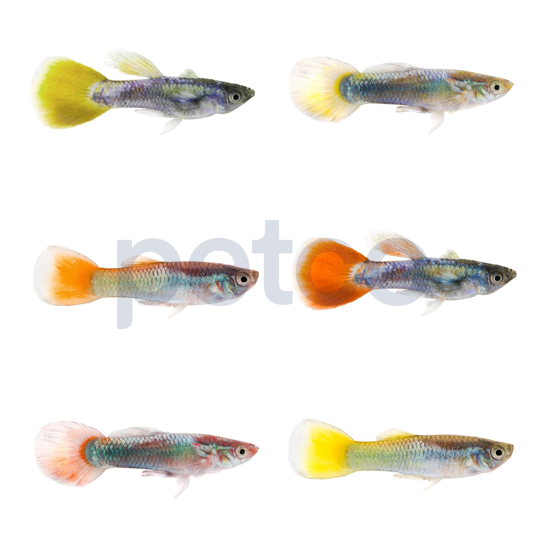 Male Assorted Fancy Guppy, Pack of 6 - Image 1