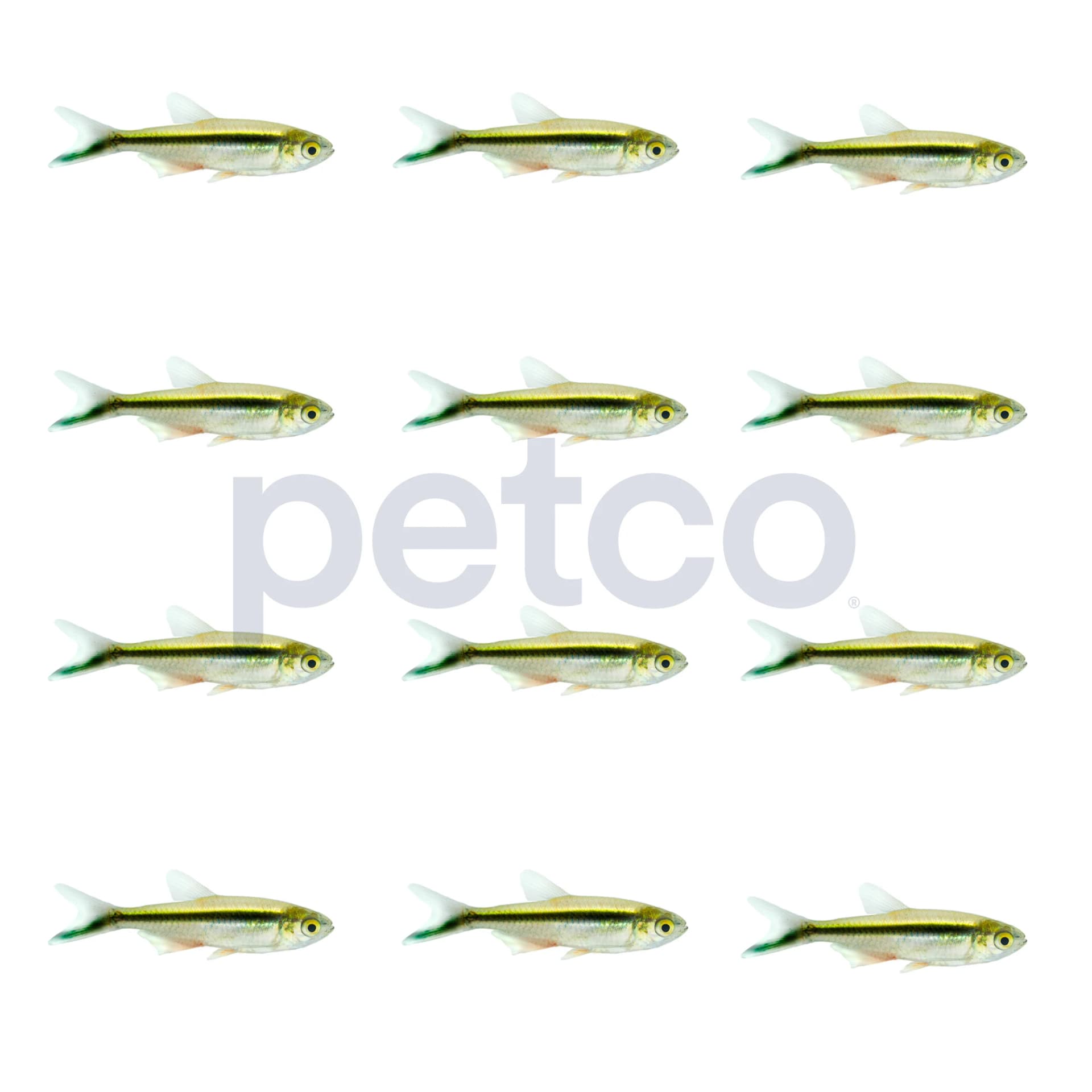Penguin Tetra, Pack of 12 - Image 1