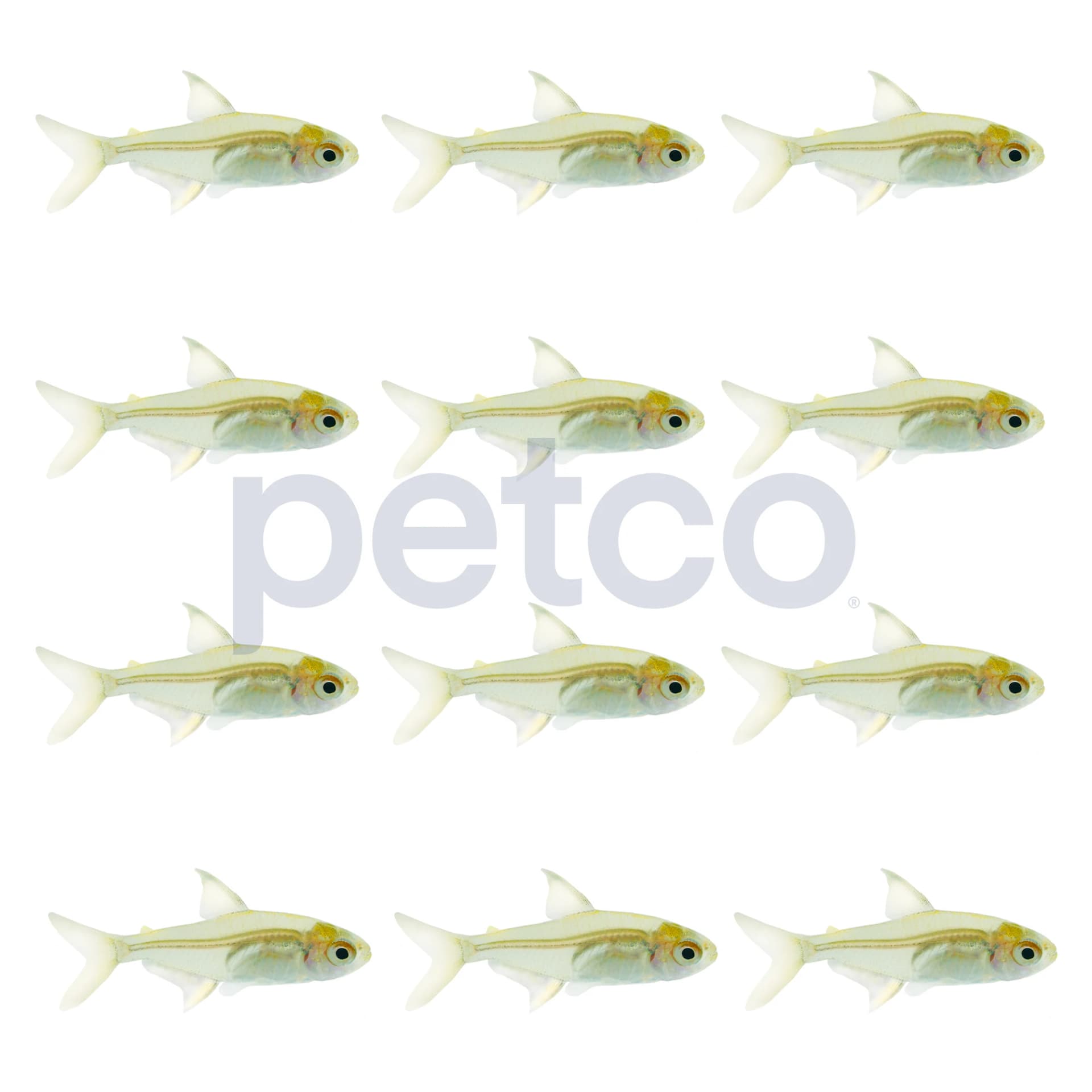Lemon Tetra, Pack of 12 - Image 1