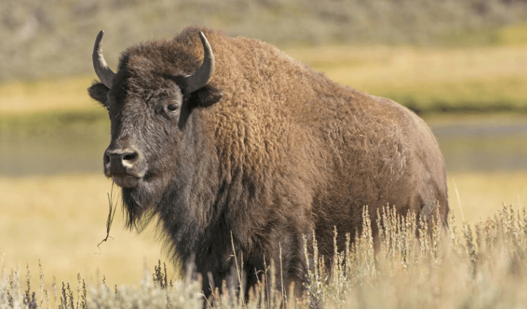 Bison for Sale | American Bison Ranch Animals BuckTrader - Image 1
