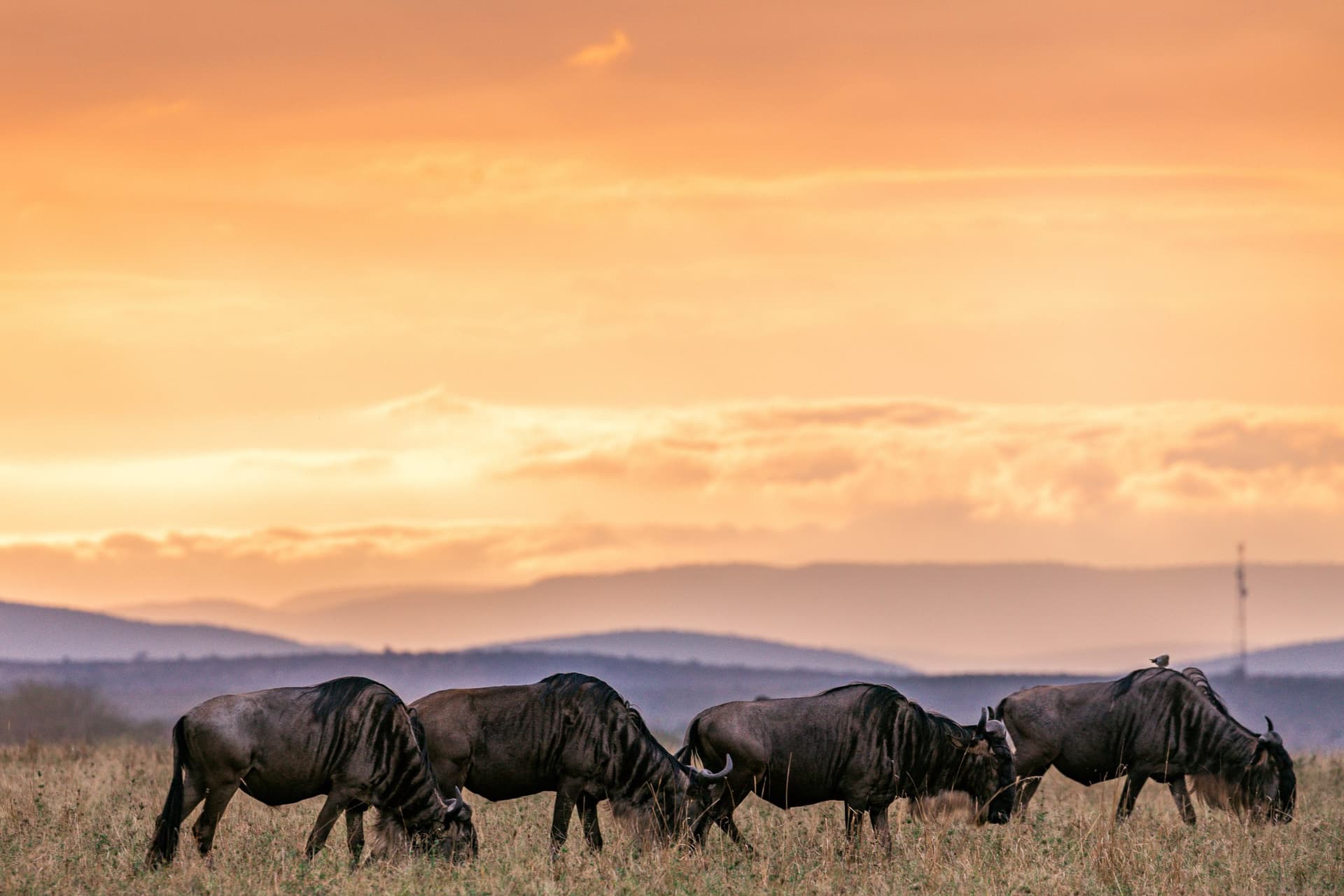 Wildebeest for Sale Blue & Black Wildebeest | BuckTrader - Image 1