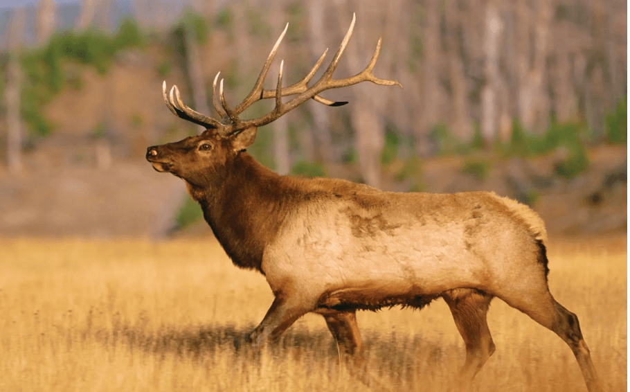 Elk for Sale | Bulls & Cows Available BuckTrader - Image 1