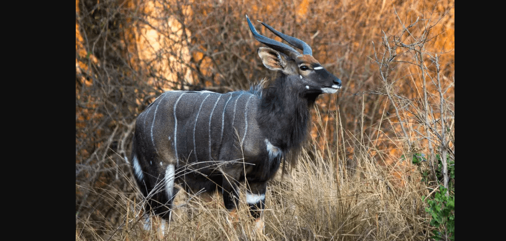 Nyala for Sale | Exotic Antelope | BuckTrader - Image 1