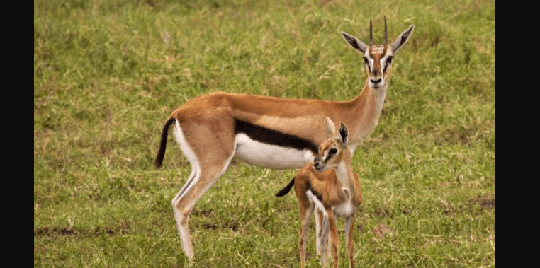 Thomson's Gazelle for Sale Exotic African Gazelle | BuckTrader - Image 1