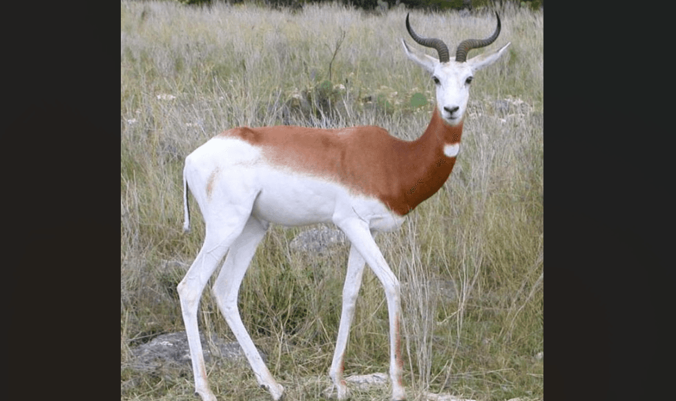 Dama Gazelle for Sale | Addra Gazelle Listing BuckTrader - Image 1
