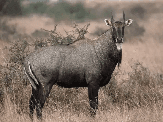 Nilgai for Sale | Blue Bull | BuckTrader - Image 1