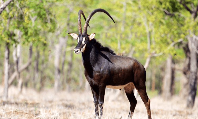 Sable Antelope for Sale Premium Exotic Sable for Your Ranch | BuckTrader - Image 1