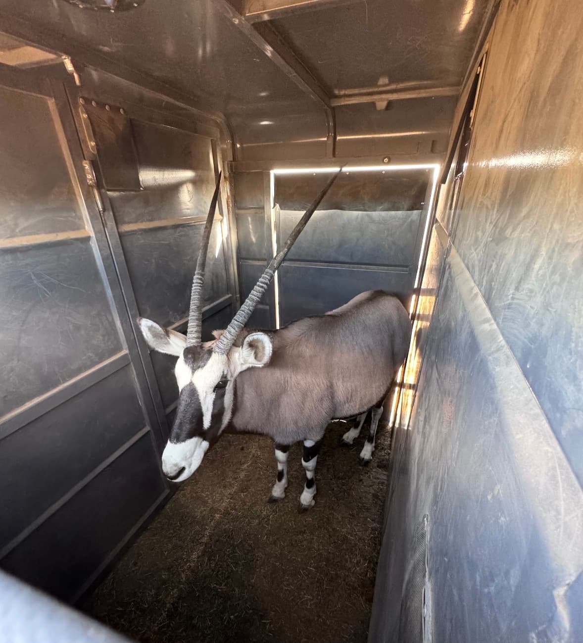 Gemsbok Package for Sale | Herd Stocking Deal BuckTrader - Image 1