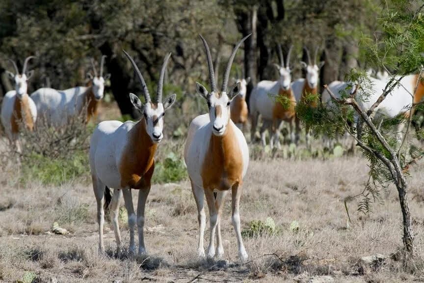 Scimitar Oryx Bulls & Cows for Sale | BuckTrader - Image 1