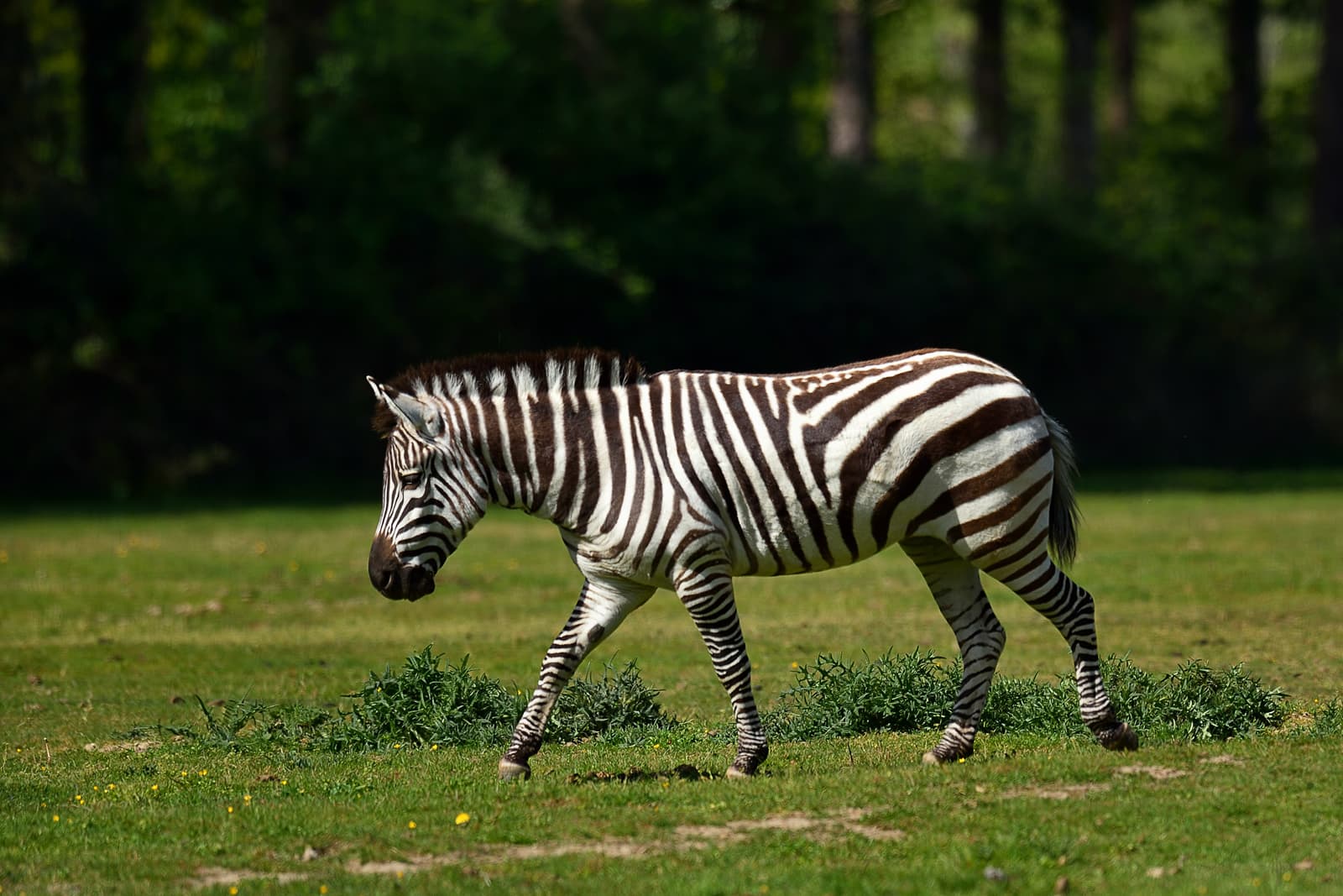 3 Zebra Mares for Sale | Catch & Delivery | BuckTrader - Image 1