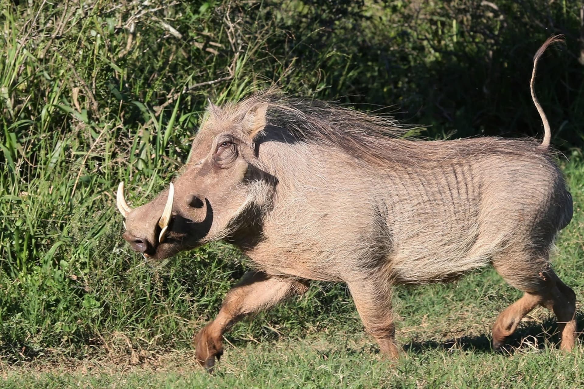 Warthogs for Sale Exotic African Warthog Pair | BuckTrader - Image 1