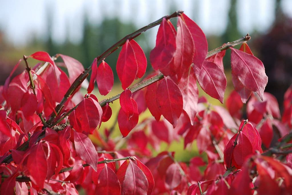 Korkflügelstrauch • Euonymus alatus thumbnail 5