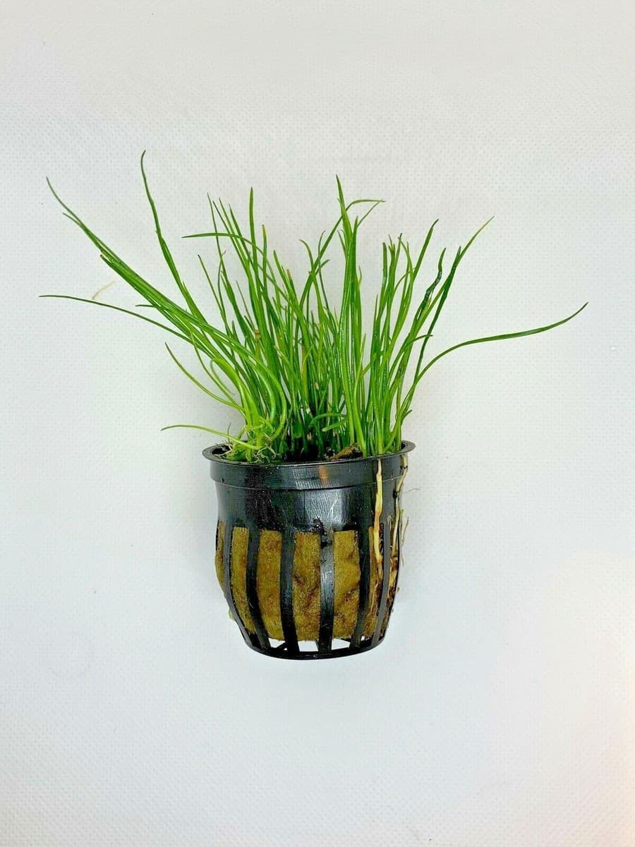 *BUY 2 GET 1 FREE* Micro Sword Liaeopsis Brasiliensis Aquarium Plants ✅ thumbnail 4