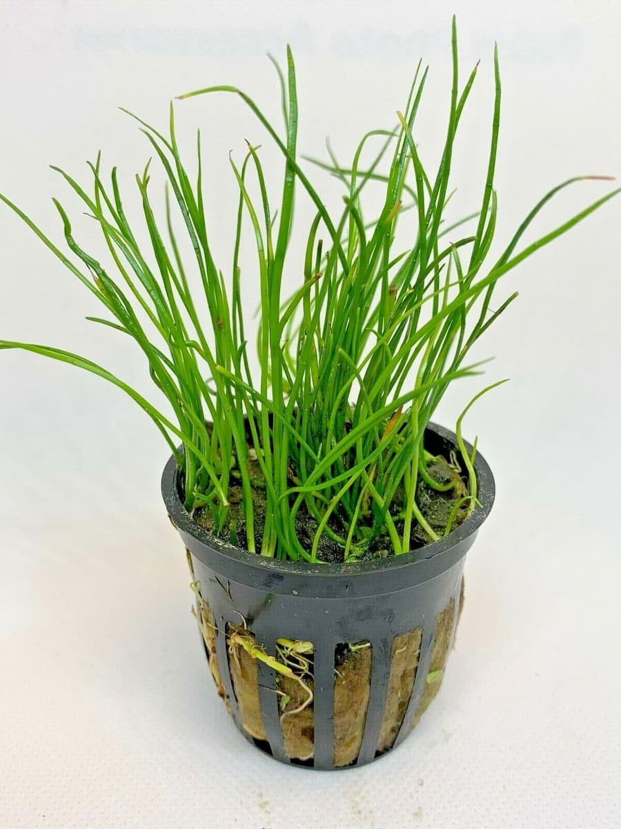 *BUY 2 GET 1 FREE* Micro Sword Liaeopsis Brasiliensis Aquarium Plants ✅ - Image 1