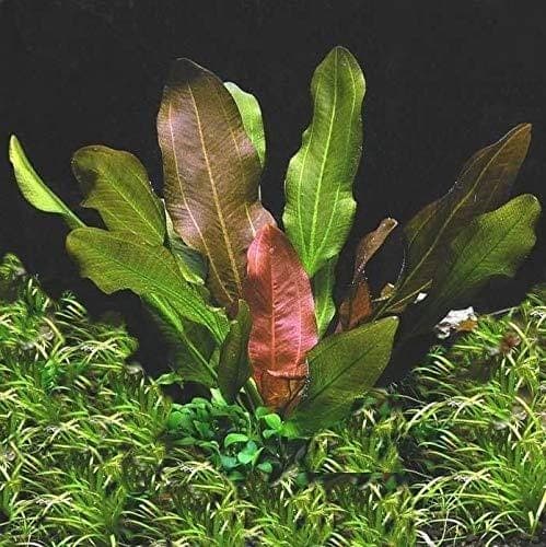 Potted Live Aquarium Plants Bundle 6 Pots Freshwater Tank Pack BUY 2 GET 1 FREE thumbnail 5