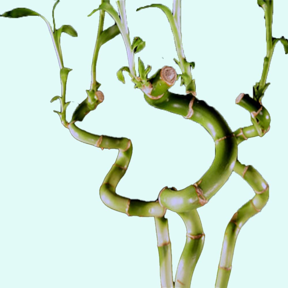 BUY 2 GET 1 FREE Lucky Bamboo Plant (Dracaena Sanderiana) 2 Stalks Aquarium thumbnail 4