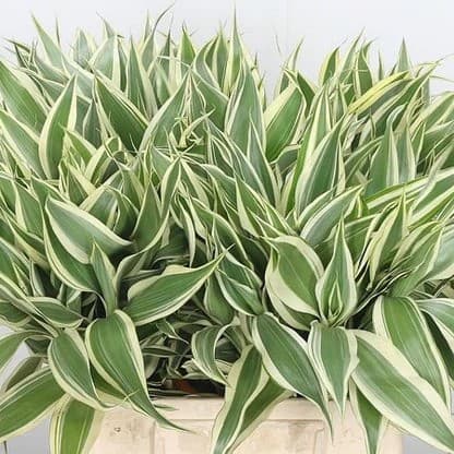 Sanderiana Variegated Dracaena Live Aquarium Plants BUY 2 GET 1 FREE thumbnail 3