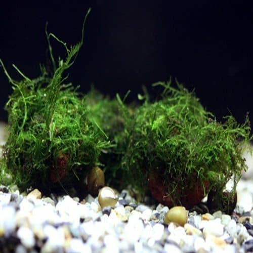 *BUY 2 GET 1 FREE* Christmas Moss On Lava Rock Live Aquarium Plant Java Moss ✅ thumbnail 3