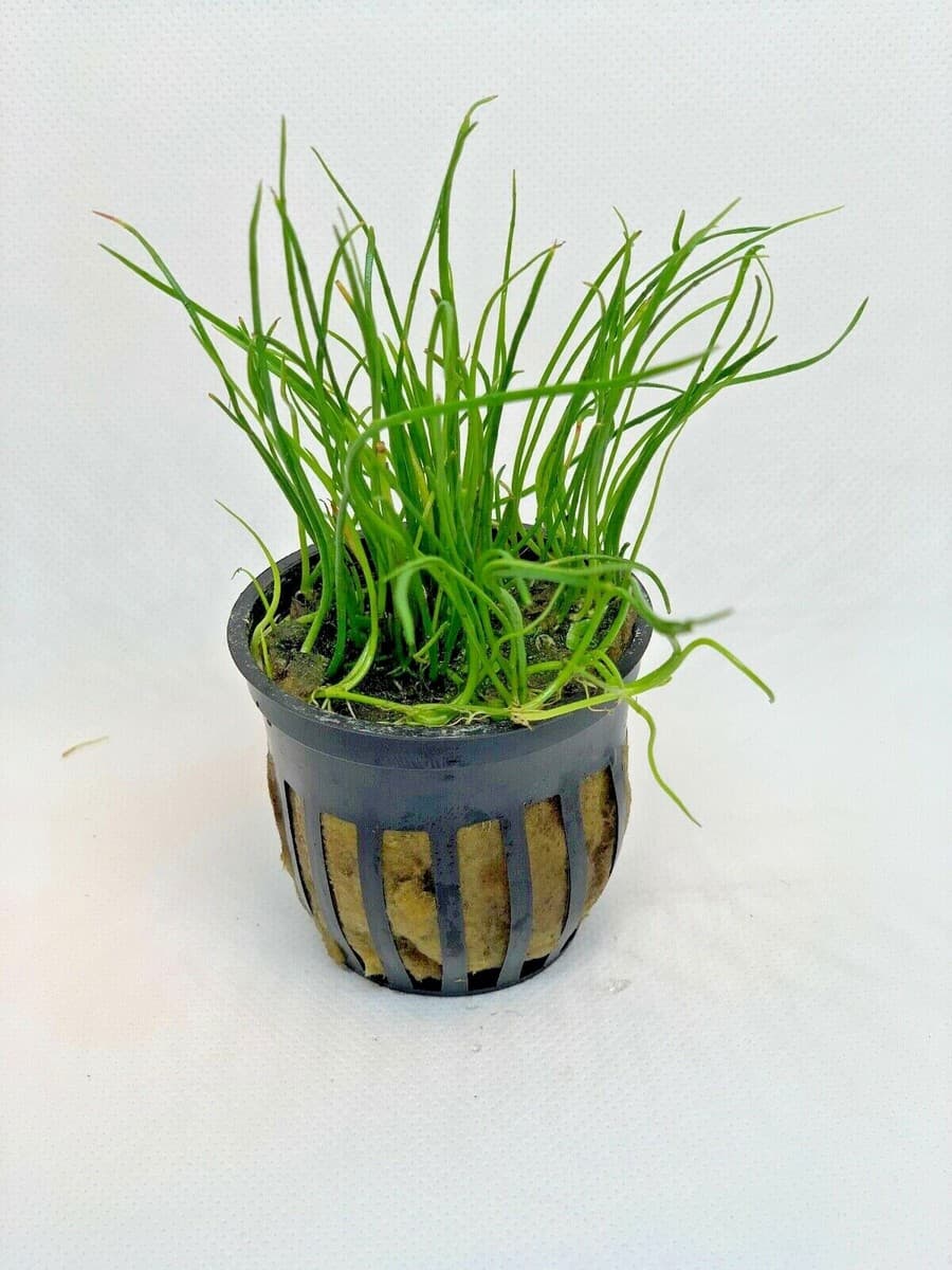 *BUY 2 GET 1 FREE* Micro Sword Liaeopsis Brasiliensis Aquarium Plants ✅ thumbnail 3