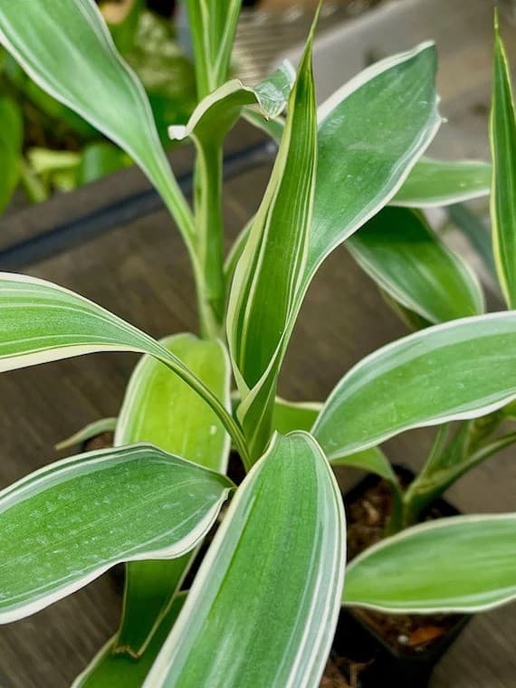 Sanderiana Variegated Dracaena Live Aquarium Plants BUY 2 GET 1 FREE thumbnail 4