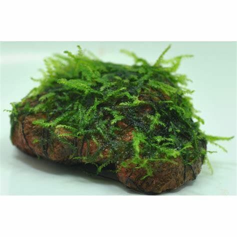 *BUY 2 GET 1 FREE* Christmas Moss On Lava Rock Live Aquarium Plant Java Moss ✅ - Image 1