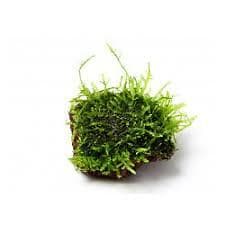 *BUY 2 GET 1 FREE* Christmas Moss On Lava Rock Live Aquarium Plant Java Moss ✅ thumbnail 2