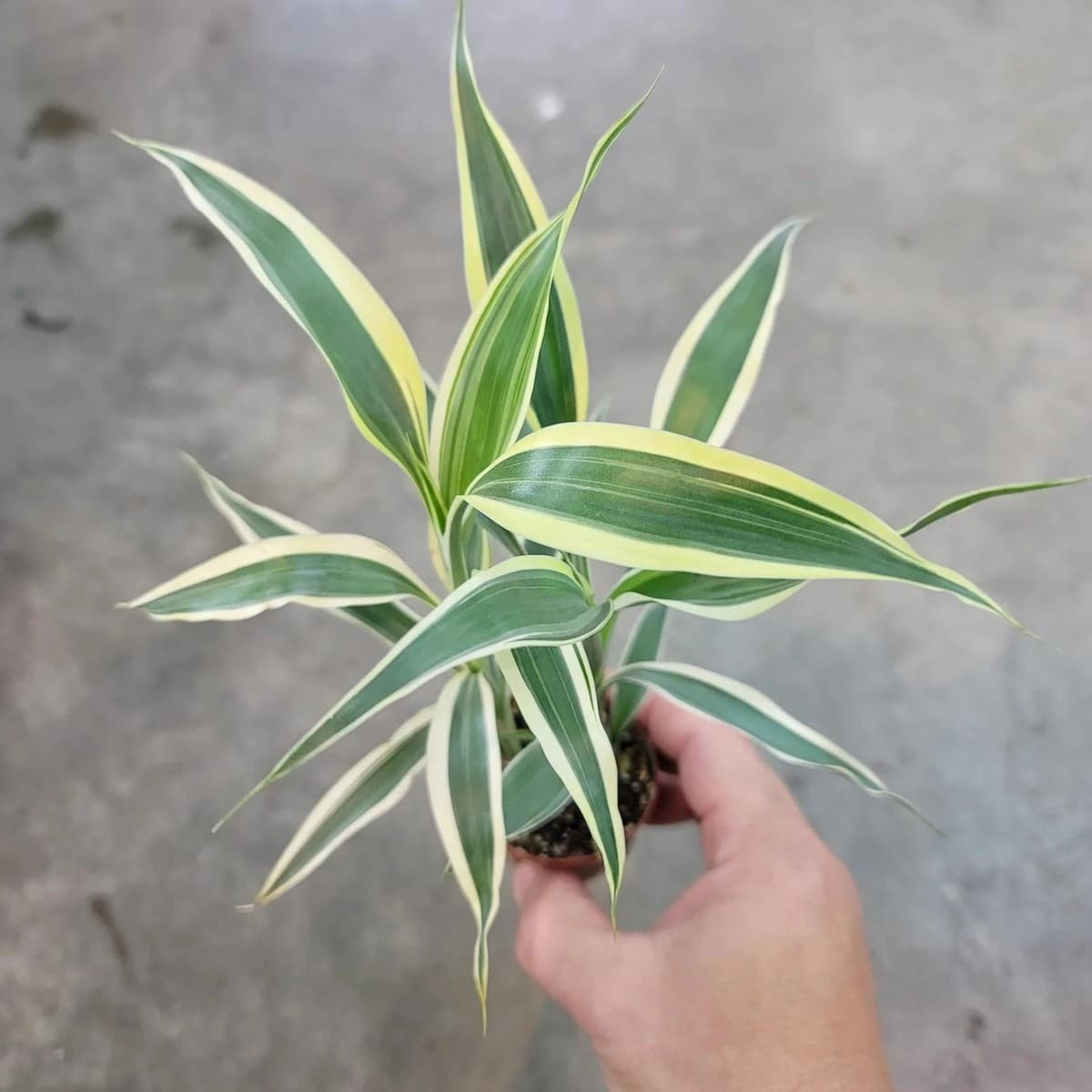 Sanderiana Variegated Dracaena Live Aquarium Plants BUY 2 GET 1 FREE thumbnail 5