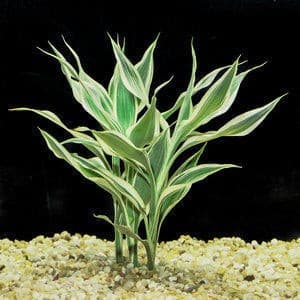 Sanderiana Variegated Dracaena Live Aquarium Plants BUY 2 GET 1 FREE - Image 1