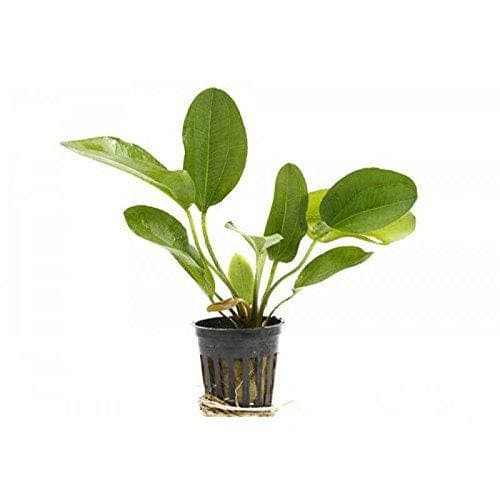 Potted Live Aquarium Plants Bundle 6 Pots Freshwater Tank Pack BUY 2 GET 1 FREE thumbnail 4