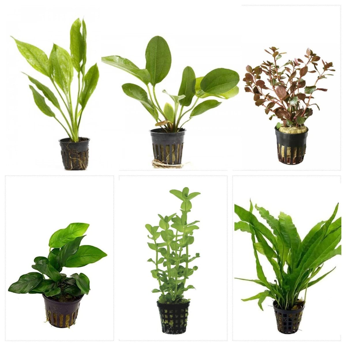 Potted Live Aquarium Plants Bundle 6 Pots Freshwater Tank Pack BUY 2 GET 1 FREE - Image 1