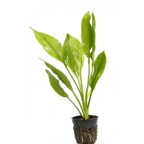Potted Live Aquarium Plants Bundle 6 Pots Freshwater Tank Pack BUY 2 GET 1 FREE thumbnail 2