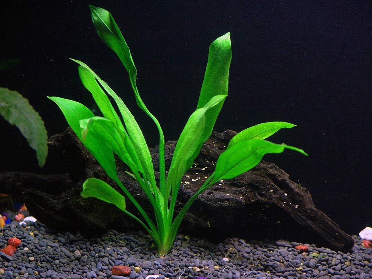 Potted Live Aquarium Plants Bundle 6 Pots Freshwater Tank Pack BUY 2 GET 1 FREE thumbnail 3