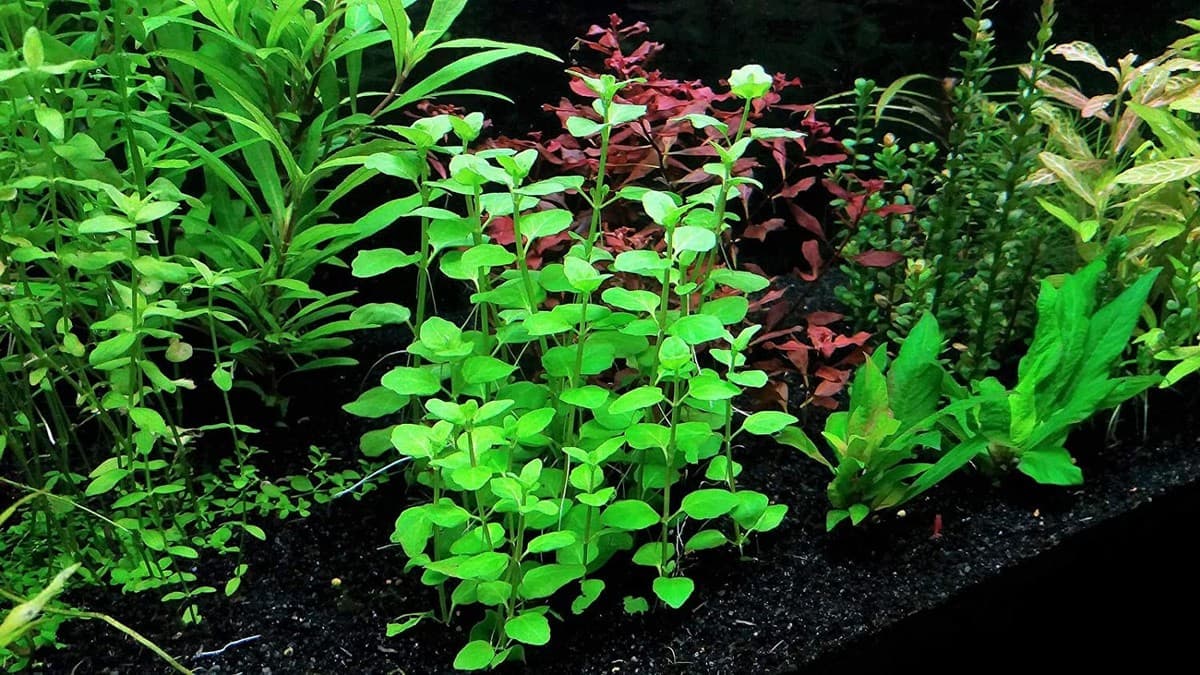 BUY 2 GET 1 FREE Mint Charlie (Micromeria Brownei) Potted Aquarium Plants thumbnail 2