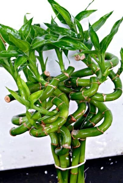 BUY 2 GET 1 FREE Lucky Bamboo Plant (Dracaena Sanderiana) 2 Stalks Aquarium thumbnail 2