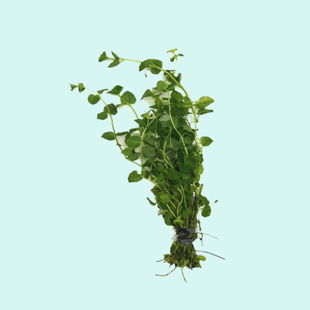 BUY 2 GET 1 FREE Mint Charlie (Micromeria Brownei) Potted Aquarium Plants thumbnail 5