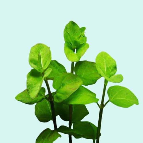BUY 2 GET 1 FREE Mint Charlie (Micromeria Brownei) Potted Aquarium Plants thumbnail 3