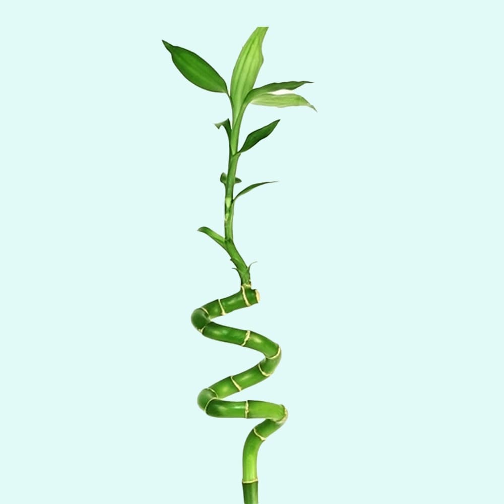BUY 2 GET 1 FREE Lucky Bamboo Plant (Dracaena Sanderiana) 2 Stalks Aquarium - Image 1