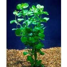 BUY 2 GET 1 FREE Mint Charlie (Micromeria Brownei) Potted Aquarium Plants thumbnail 4