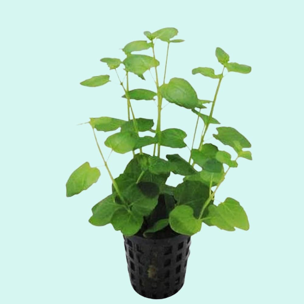 BUY 2 GET 1 FREE Mint Charlie (Micromeria Brownei) Potted Aquarium Plants - Image 1