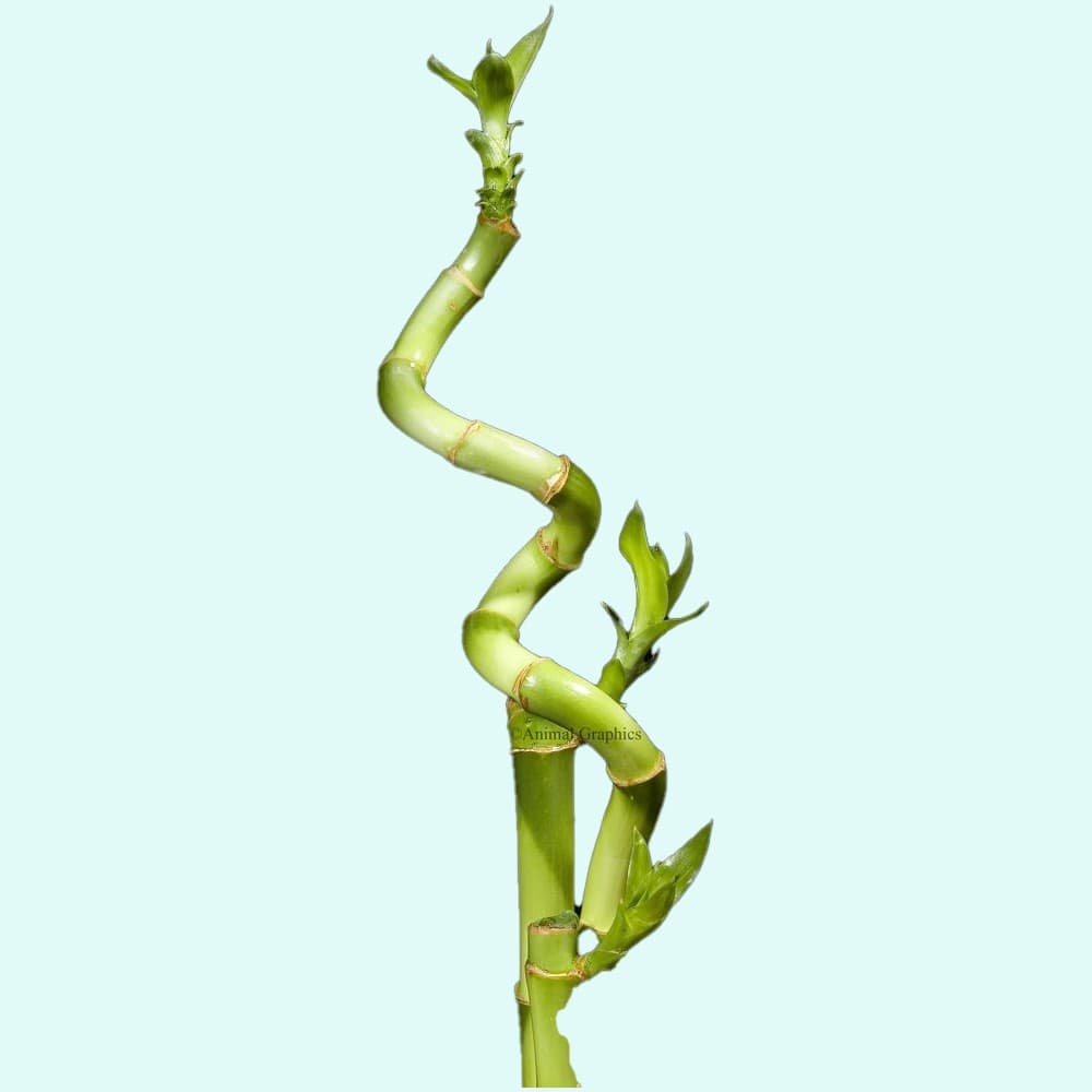 BUY 2 GET 1 FREE Lucky Bamboo Plant (Dracaena Sanderiana) 2 Stalks Aquarium thumbnail 3