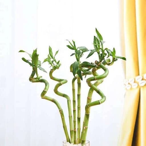 BUY 2 GET 1 FREE Lucky Bamboo Plant (Dracaena Sanderiana) 2 Stalks Aquarium thumbnail 5
