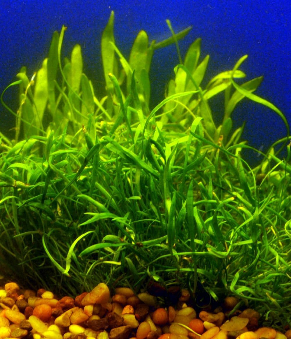 *BUY 2 GET 1 FREE* Micro Sword Liaeopsis Brasiliensis Aquarium Plants ✅ thumbnail 2