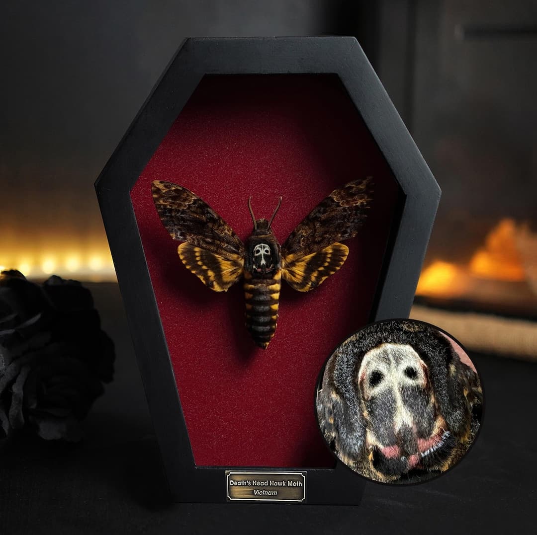 Real Death Head Moth Acherontia Coffin Frame, Black Gothic Hanging Decor, Skull Moth Oddities Curiosities Gallery, Dark Gothic Wall Decor - Etsy