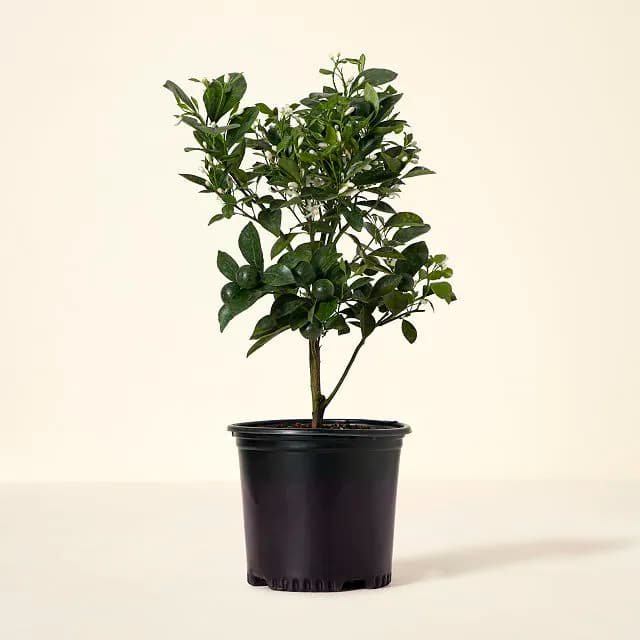 Grow Anywhere Calamondin Tree - Image 1