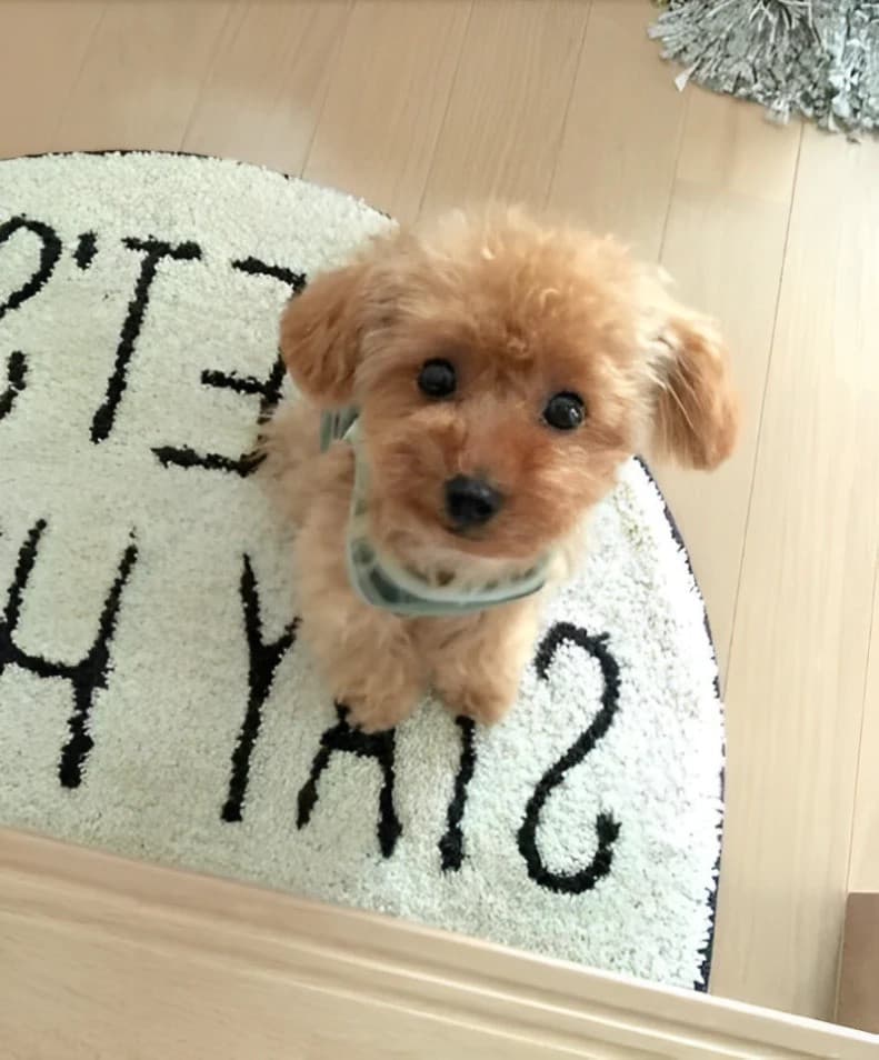 Realistic Teddy Dog Lucky - Image 1
