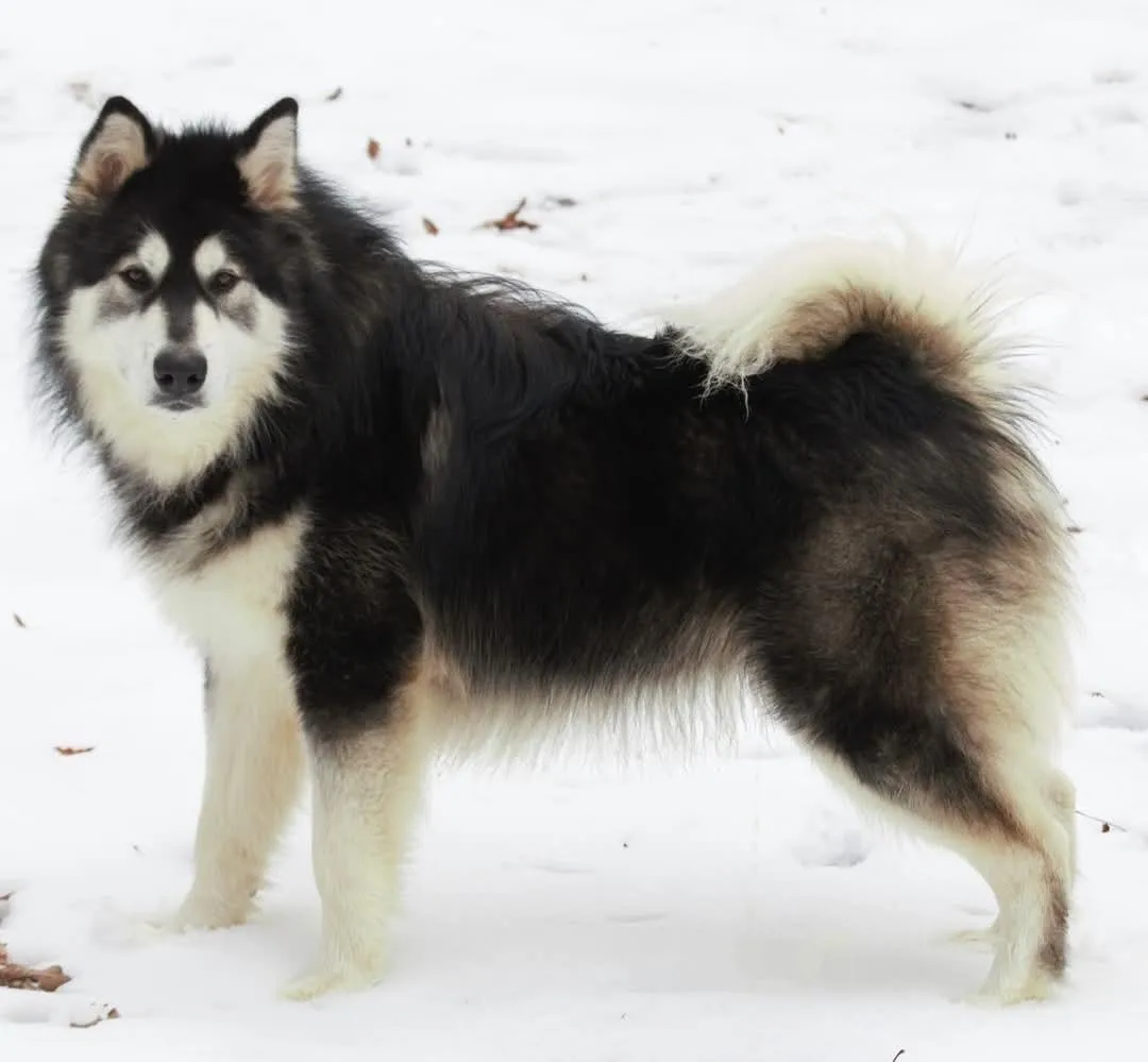 Bowen Malamutes - Image 1
