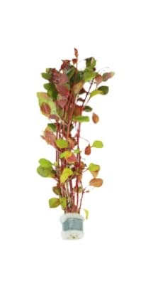Live Aquarium Plants Variety Pack – Nursery’s Choice Easy Beginner 6-Bundle Package | Freshwater Tank Starter Kit, Hardy Low-Light Aquatic Plants thumbnail 4
